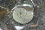 Round Fossil Goniatite Dish #74005-1